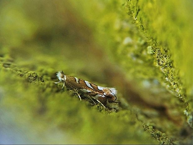 ploskáčik Müllerov Phyllonorycter muelleriella Zeller, 1839
