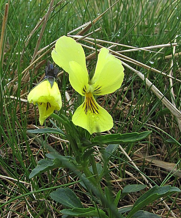 fialka žltá sudetská-violka žlutá sudetská Viola lutea subsp. sudetica (Willd.) Nyman