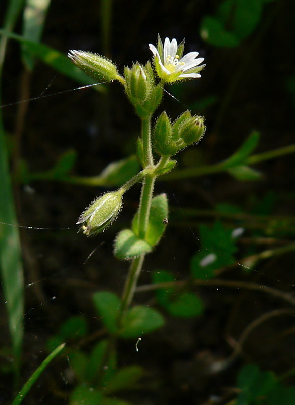rožec mazľavý Cerastium glutinosum Fr.