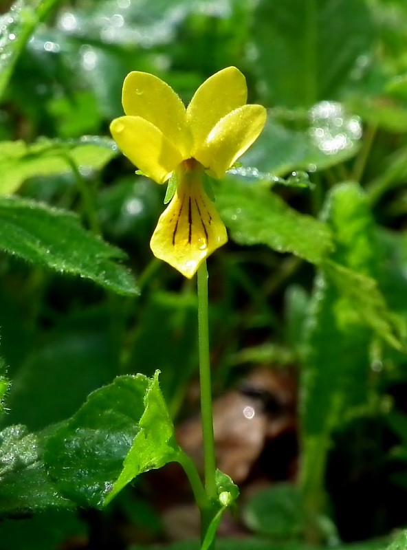 fialka dvojkvetá Viola biflora L.