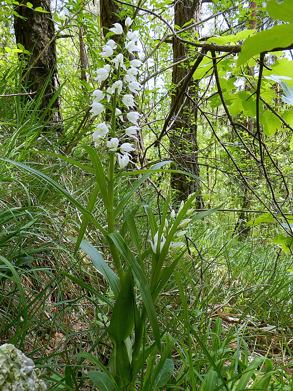 prilbovka dlholistá  Cephalanthera longifolia  (L.) Fritsch