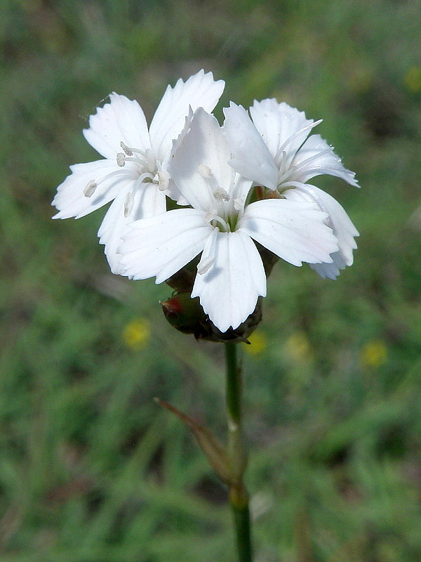 klinček pontederov - albín Dianthus pontederae A. Kern.