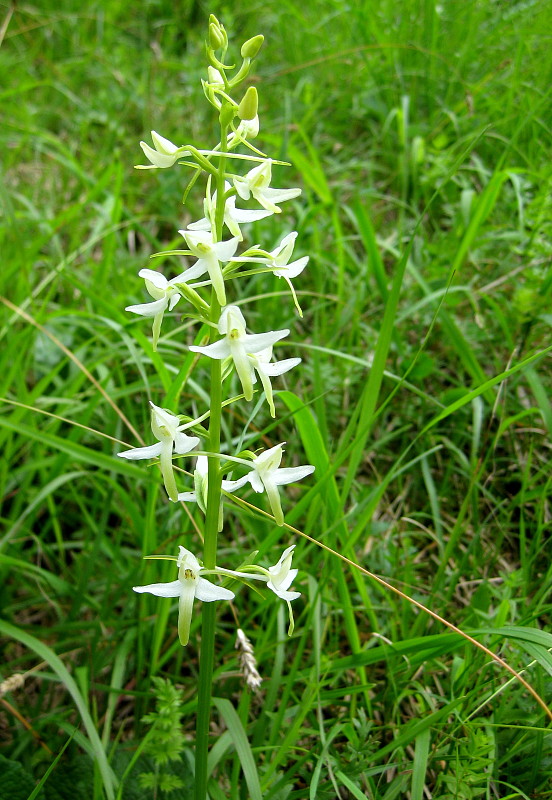 vemenník dvojlistý Platanthera bifolia (L.) Rich.