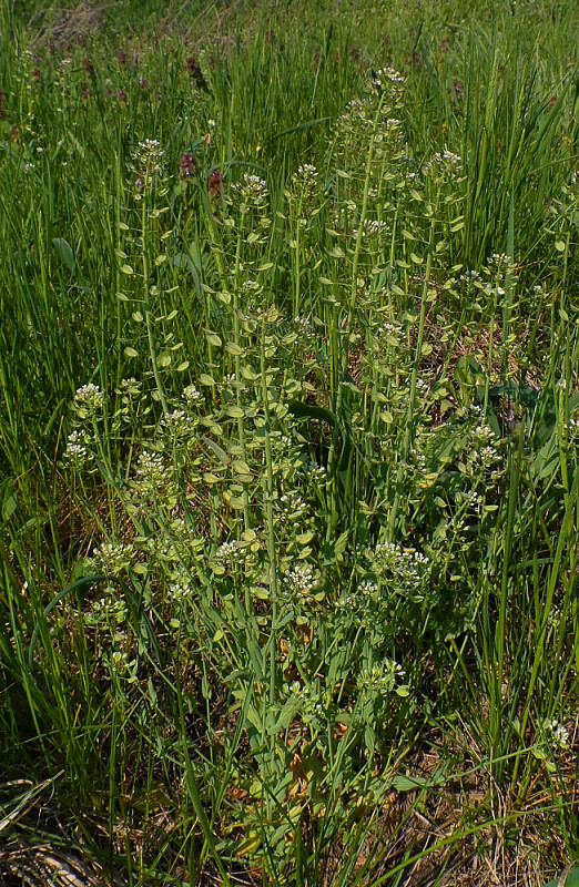 peniažtek prerastenolistý Thlaspi perfoliatum L.