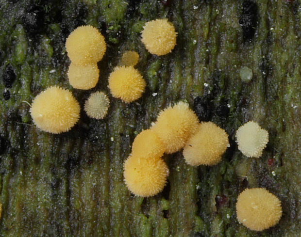 tyčkovka žltá Bactridium flavum Kunze