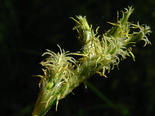 ostrica traslicovitá Carex brizoides  L.