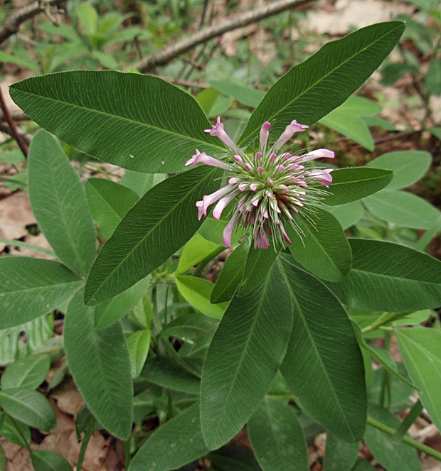 ďatelina ohnutá Trifolium flexuosum Jacq.