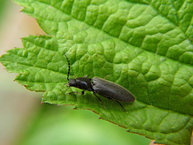 kováčik Hemicrepidius niger