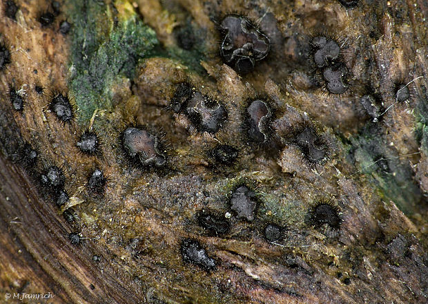 Pseudolachnea hispidula (Schrad.) B. Sutton