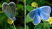 modráčik obyčajný-samček