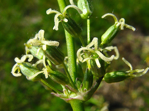 silenka uškatá maďarská Silene otites subsp. hungarica Wrigley