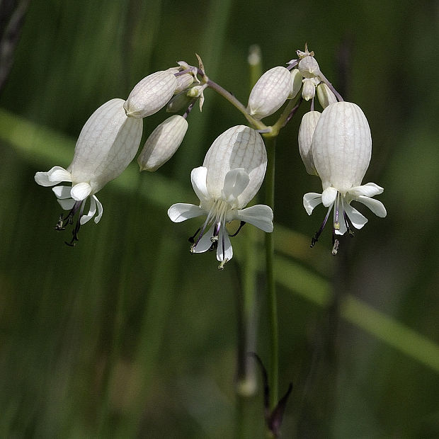 silenka obyčajná Silene vulgaris (Moench) Garcke