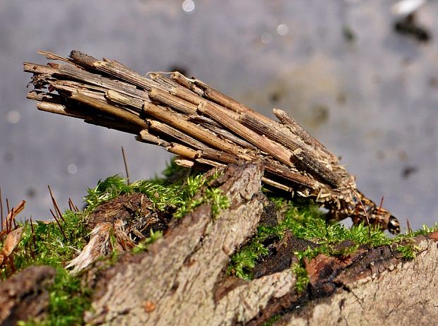 vreckovec trávový Canephora hirsuta