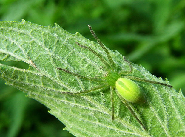 osemočko smaragdové Micrommata virescens
