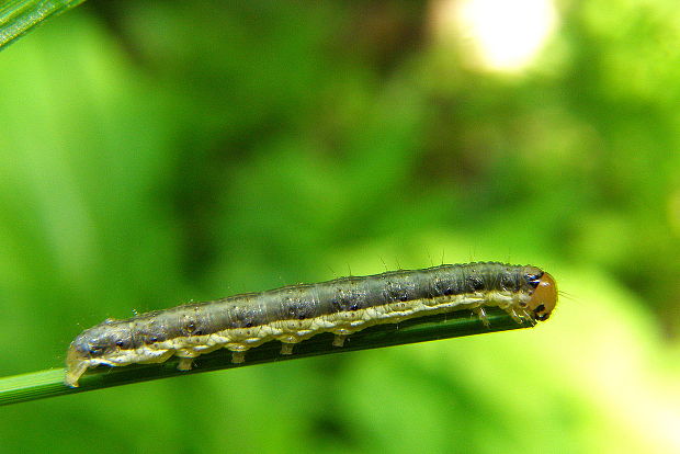 pilatka Tenhredinidae