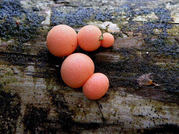 vlčinka červená Lycogala epidendrum (J.C. Buxb. ex L.) Fr.