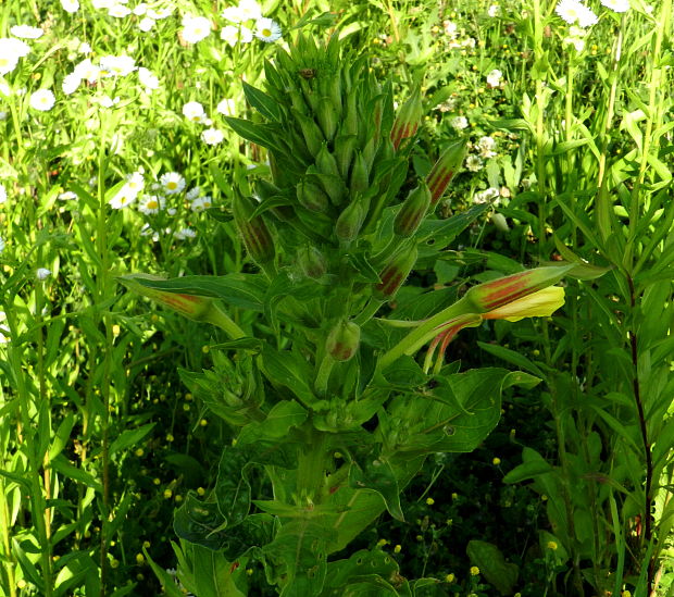 pupalka Oenothera sp.