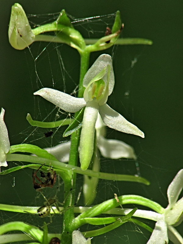 vemenník dvojlistý-vemeník dvoulistý Platanthera bifolia (L.) Rich.