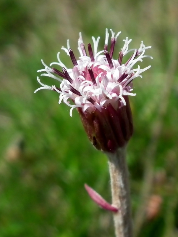 podbelica alpínska Homogyne alpina (L.) Cass.