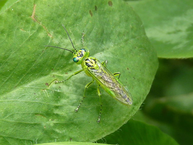 piliarka Rhogogaster viridis