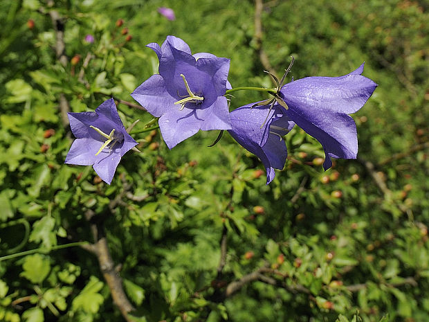 zvonček broskyňolistý Campanula persicifolia L.