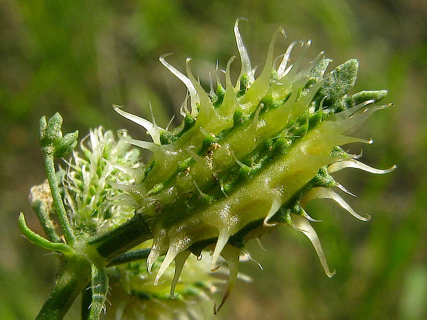 ježec veľkoplodý pravý Caucalis platycarpos subsp. platycarpos