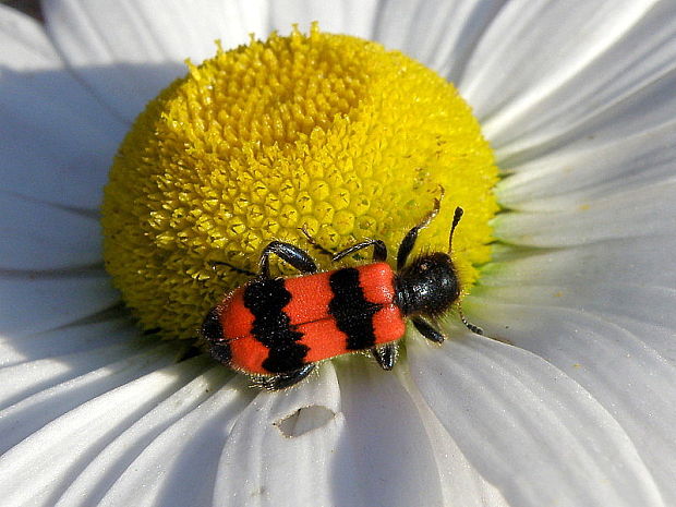 pestroš včelí Trichodes apiarius Linnaeus, 1758
