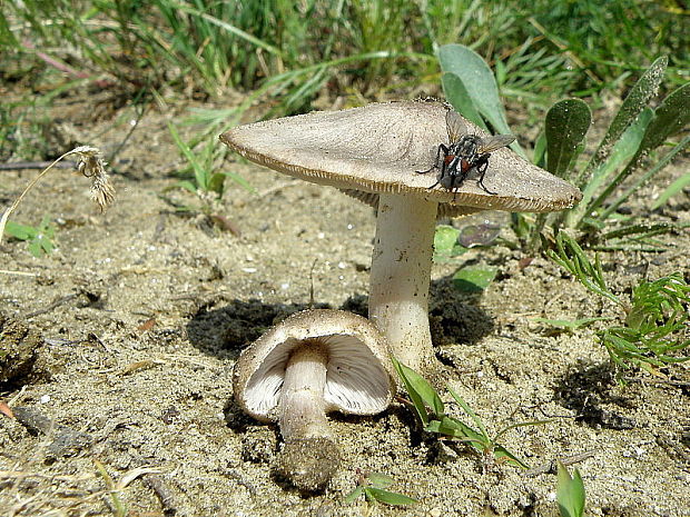 čírovka postriebrená Tricholoma argyraceum (Bull.) Gillet