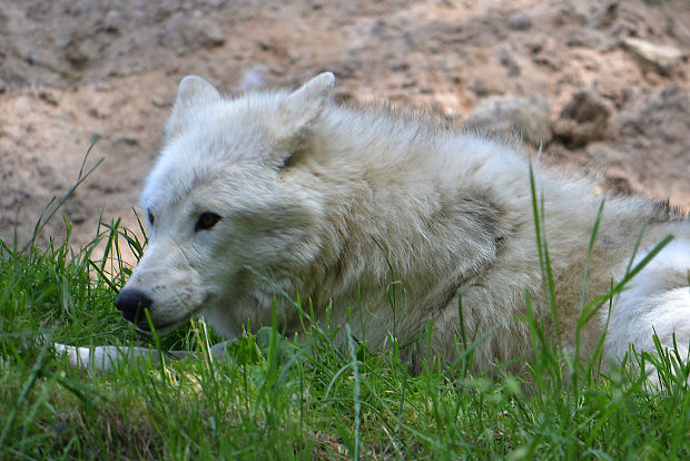 vlk Canis lupus