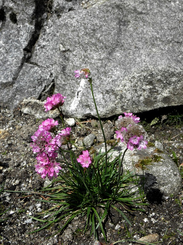 trávnička alpínska Armeria alpina Willd.