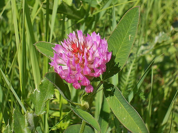 ďatelina alpínska Trifolium pratense L.