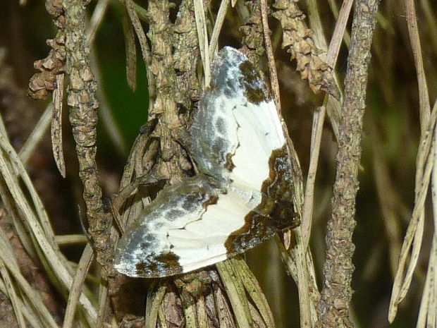 piadivka malinová  Mesoleuca albicillata