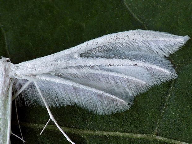 pierkavec povojový Pterophorus pentadactyla Linnaeus, 1758