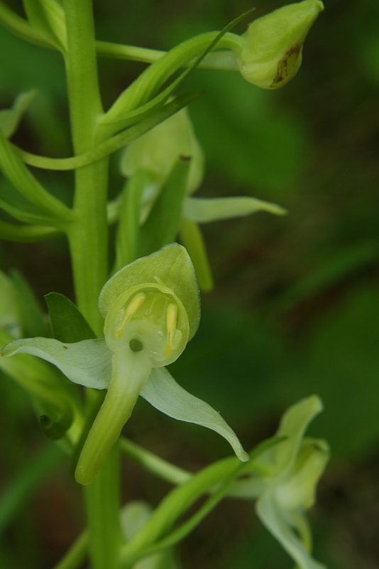 vemenník zelenkastý Platanthera chlorantha (Custer) Reinchenb.