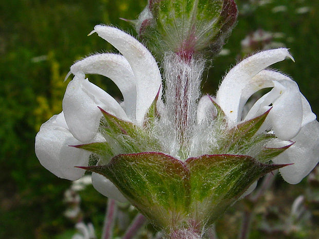 šalvia etiopská Salvia aethiopis L.