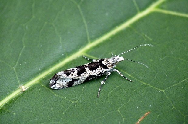 molička lesná Ypsolopha sequella