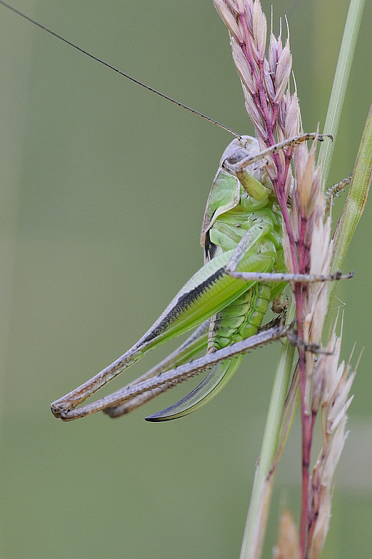 kobylôčka lúčna Metrioptera roeselii