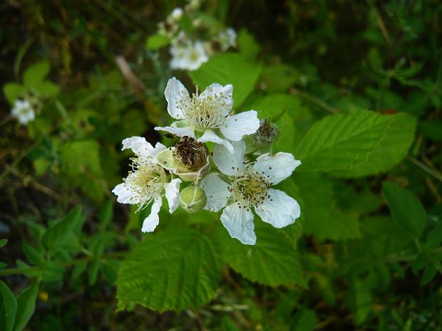 ostružina černicová Rubus sp.