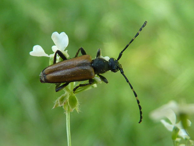 fuzáč Paracorymbia maculicornis