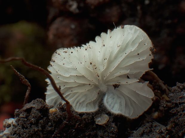 machovka drobná mušľovitá Clitopilus scyphoides f. reductus Noordel.