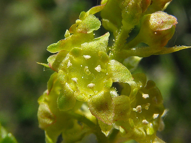ríbezľa alpínska Ribes alpinum L.