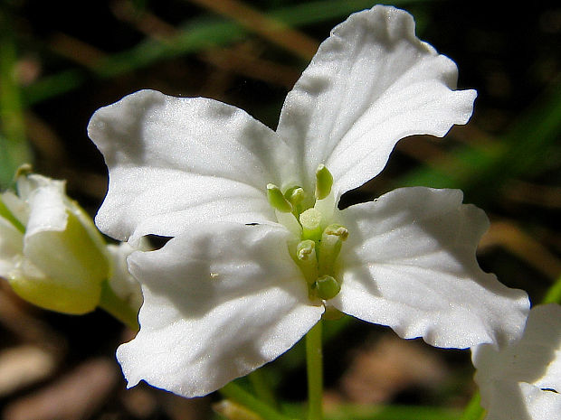 žerušnica trojlistá Cardamine trifolia L.