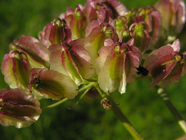 lazerník širokolistý Laserpitium latifolium L.