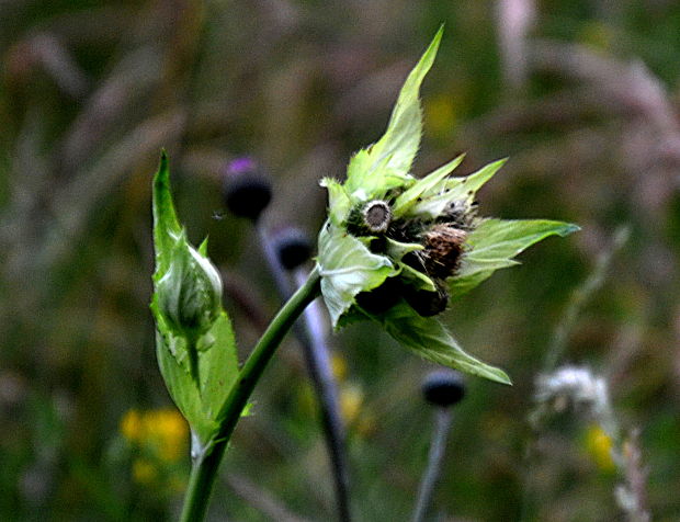 pichliač zelinový Cirsium oleraceum  (L.) Scop.