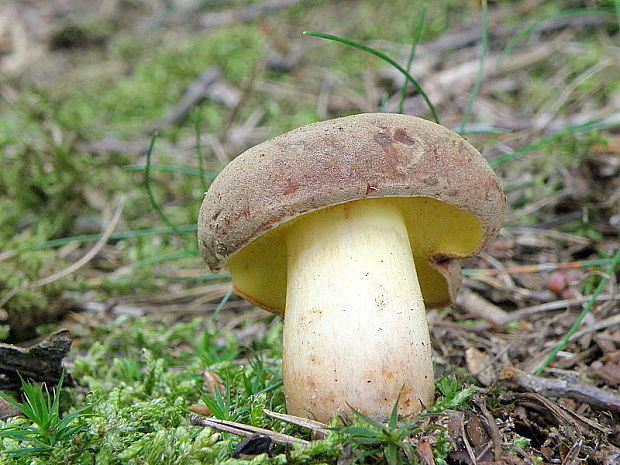 suchohríb plstnatý Boletus subtomentosus L.