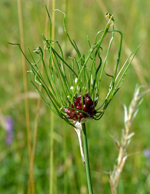 cesnak poľný Allium vineale  L.