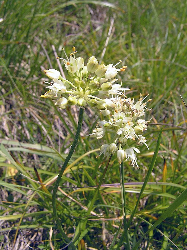 cesnak bledožltý / česnek bledožlutý Allium ochroleucum Waldst. et Kit.