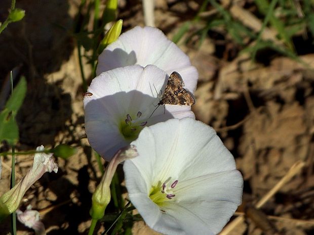 vijačka artičoková Aporodes floralis Hübner, 1809