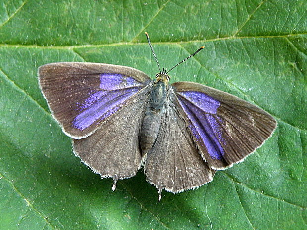 ostrôžkár dubový  Neozephyrus quercus Linnaeus, 1758