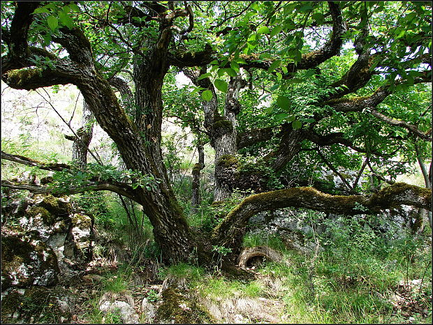 dub plstnatý Quercus pubescens Willd., nom. cons. prop.